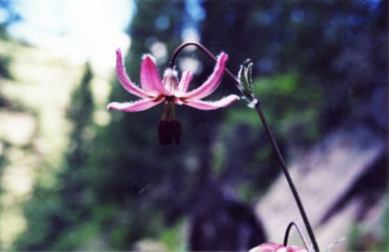 Lilium Candidum  Saponin 